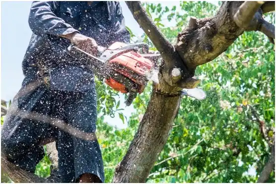 tree services Newtown Grant